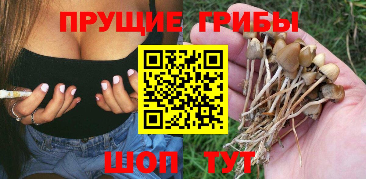 Псилоцибиновые грибы Psilocybine cubensis  Кизилюрт 